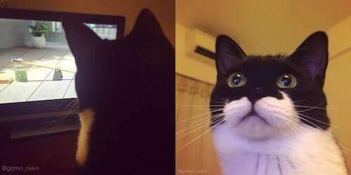 Twitterで人気爆発！「添い寝待ち猫」ギズモさんの初写真集