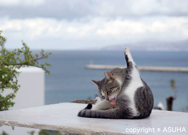 エーゲ海のネコは絶景にウットリ～「シエスタ写真家」に聞く日本と海外のネコの違い