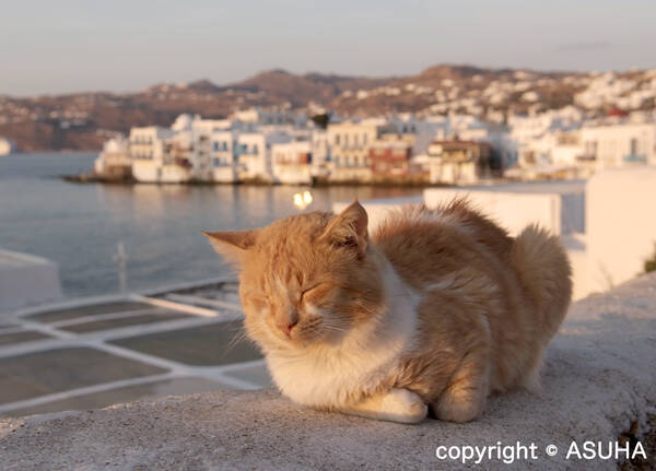 エーゲ海のネコは絶景にウットリ～「シエスタ写真家」に聞く日本と海外のネコの違い
