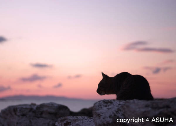 エーゲ海のネコは絶景にウットリ～「シエスタ写真家」に聞く日本と海外のネコの違い