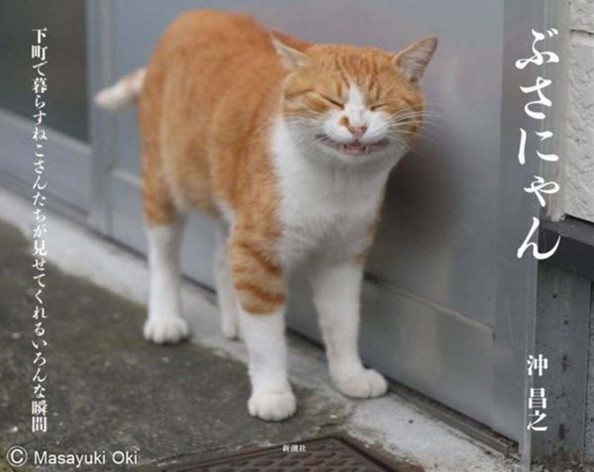 動物画像無料 元の猫 ブサ 可愛い