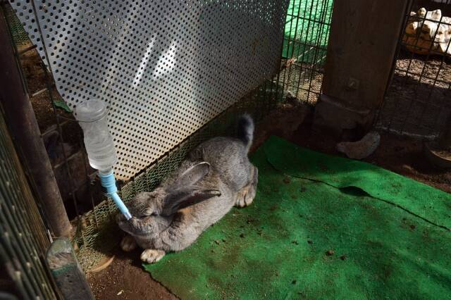 200匹放し飼い「リス園」で直接エサやり体験　ヒマワリの種を奪い合う姿はサバイバル！