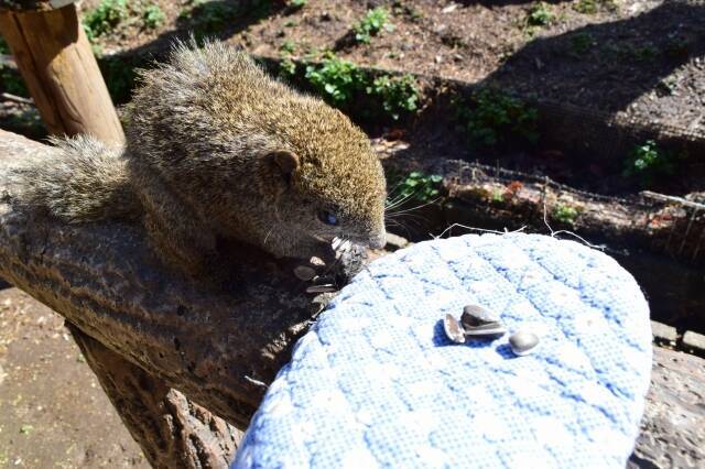 200匹放し飼い「リス園」で直接エサやり体験　ヒマワリの種を奪い合う姿はサバイバル！