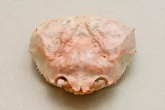 これがほんとのカニパンだ！　韓国の最新カニパンは、カニの中にパンがぎっしり