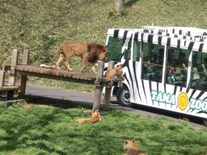 多摩動物公園「ライオンバス」最終日を見届ける