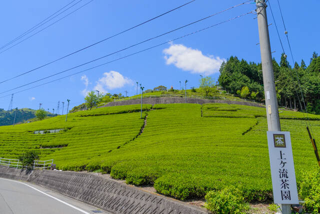 日本のマチュピチュにある「天空の茶畑」が絶景すぎる