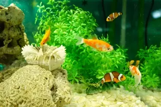 海水魚と淡水魚が一緒に泳ぐ不思議な水槽があった