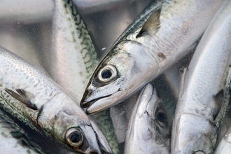 【常識】読めて当たり前な「魚」へんの漢字クイズ