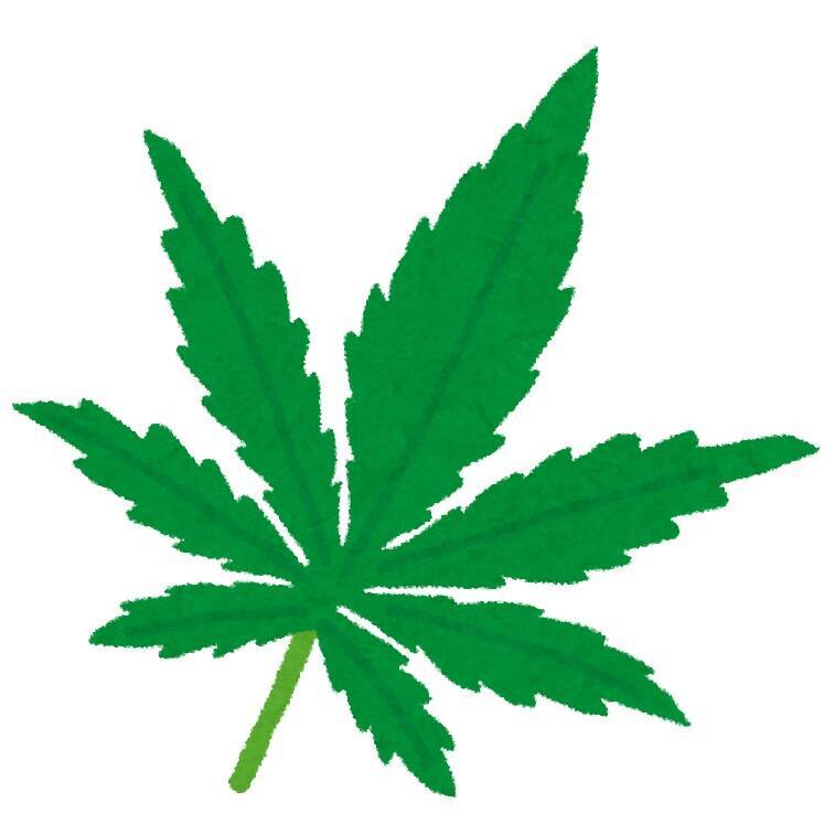 大麻はどうやって違法に育てられているのか、元探偵が調査