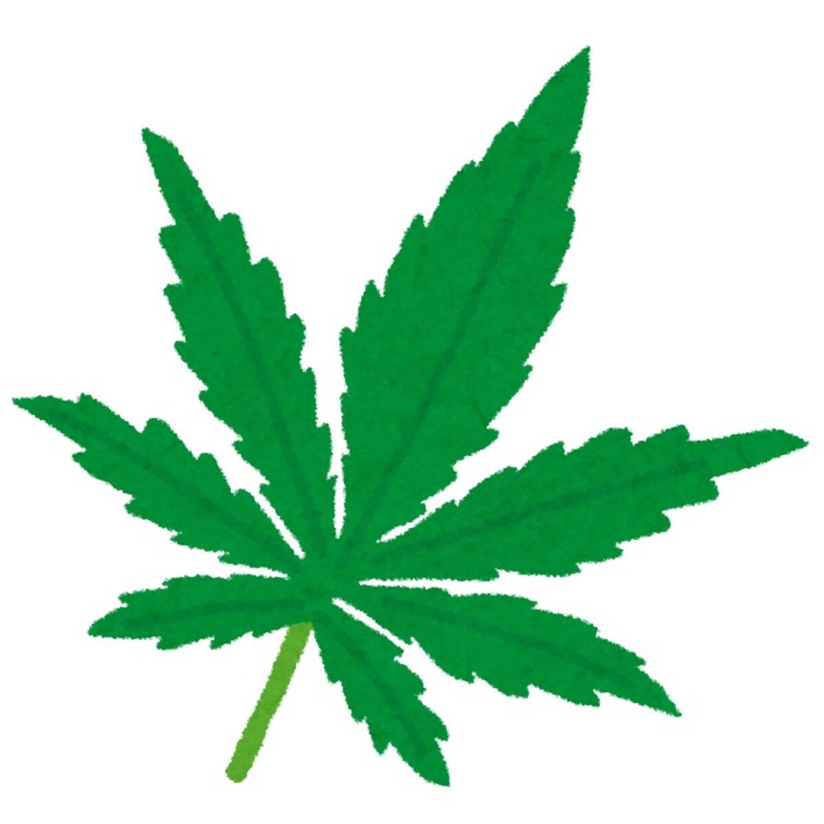 大麻はどうやって違法に育てられているのか 元探偵が調査 エキサイトニュース 2 2