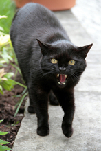 猫の「本気噛み」で感染、パスツレラ症の体験談が怖すぎる！