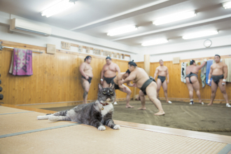 世界一相撲を見ている2匹の猫「モル」と「ムギ」が大人気