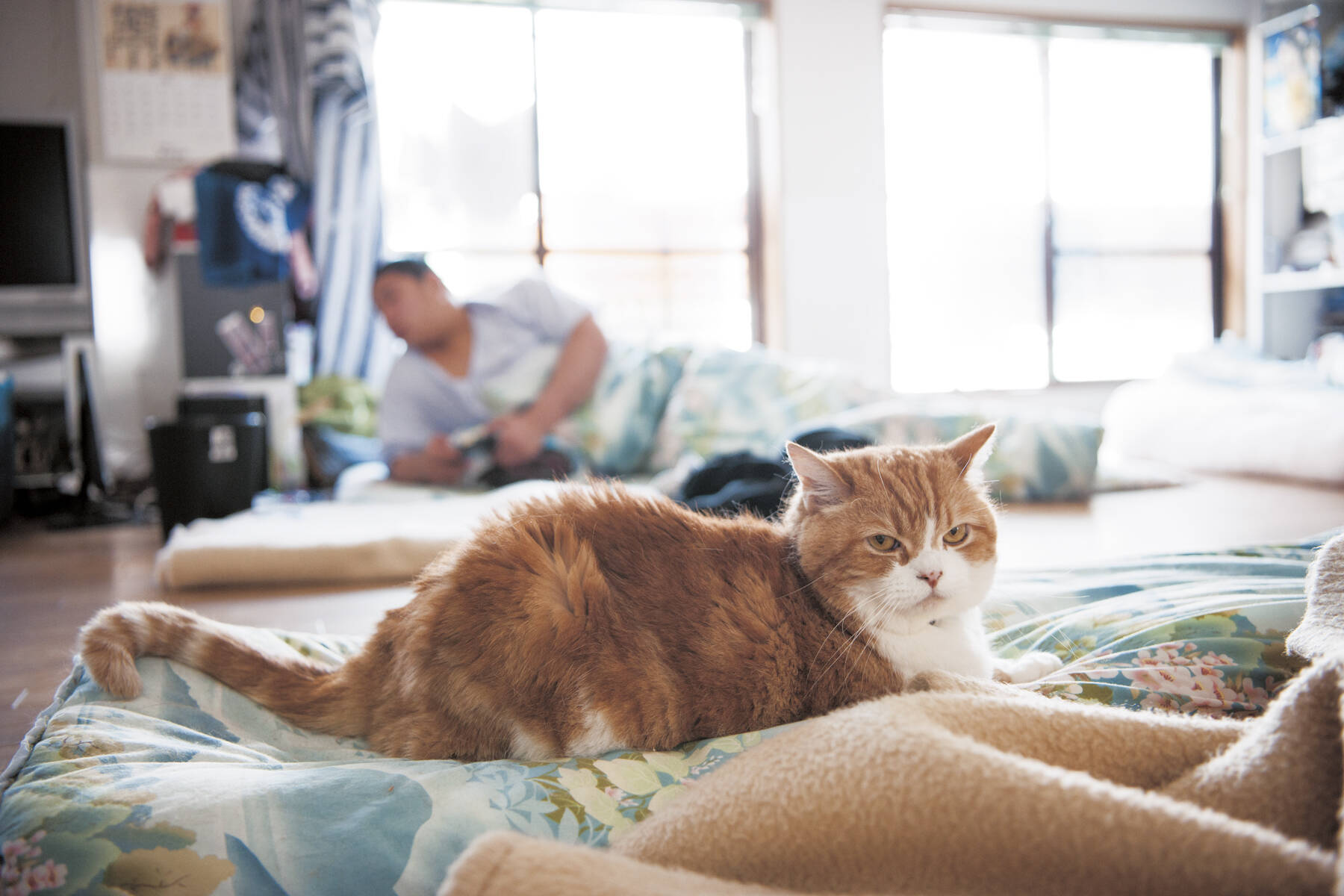 世界一相撲を見ている2匹の猫 モル と ムギ が大人気 エキサイトニュース