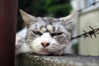 ネコに魅入られた落語家が撮る個性の強い地域猫たち