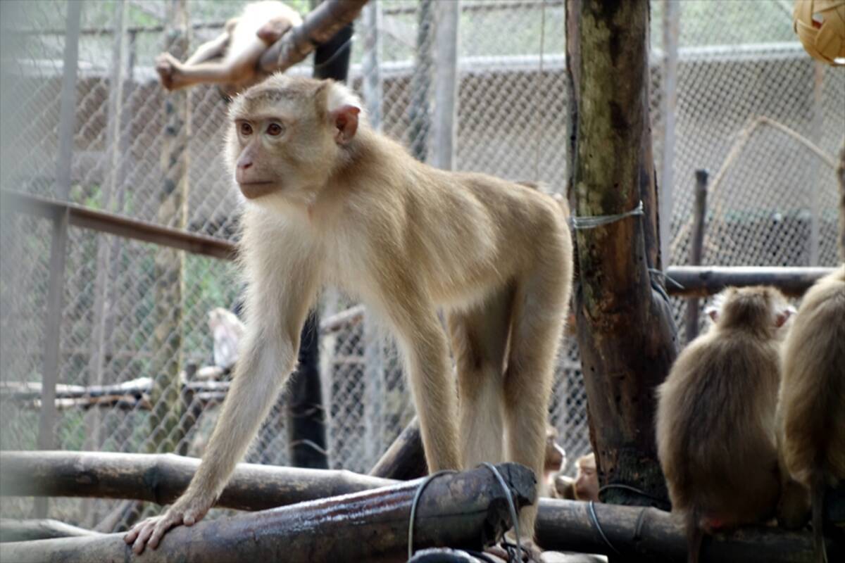 サル展示の横に野生のサル ベトナム初のサファリパークがゆるすぎる エキサイトニュース