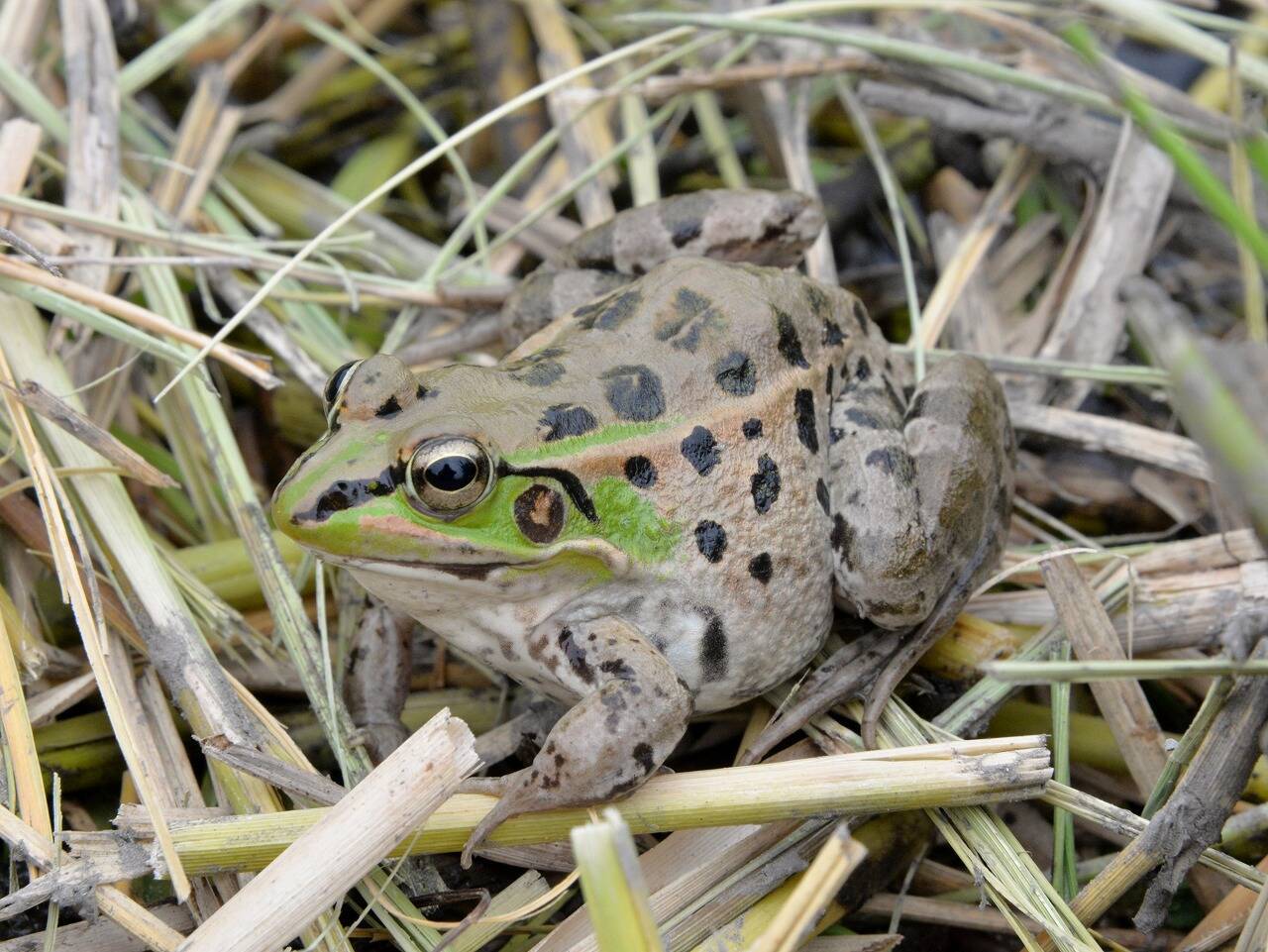 絶滅危惧種のカエルと一緒に作った ダルマガエル米 エキサイトニュース