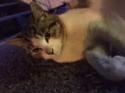 猫は本当に自販機裏に集まるのか