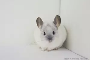 ポケモンgo攻略 ヒトカゲとフシギダネが頻出する 赤羽自然観察公園 周辺がアツい エキサイトニュース