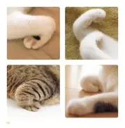 ねこの「おてて」だけ集めた写真集