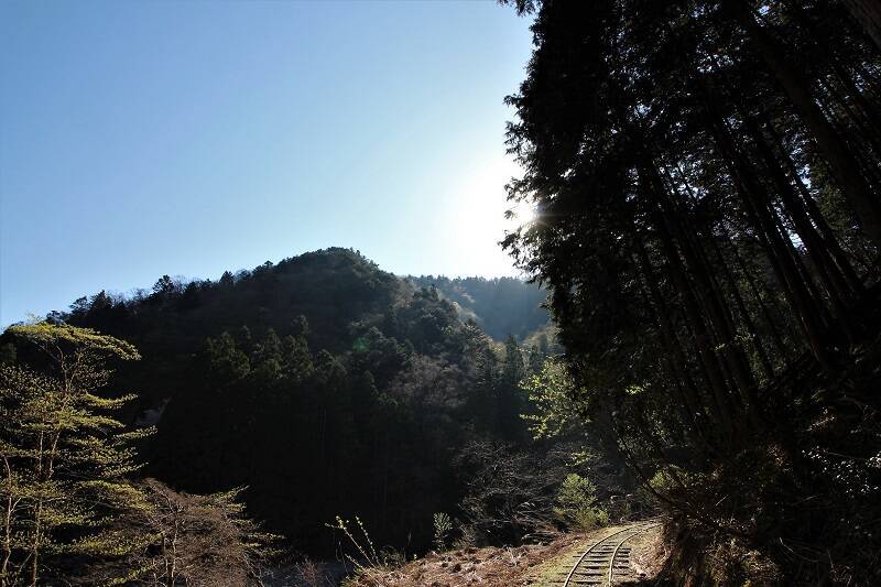 関西唯一の広大な「原生林」が残る芦生研究林を歩く