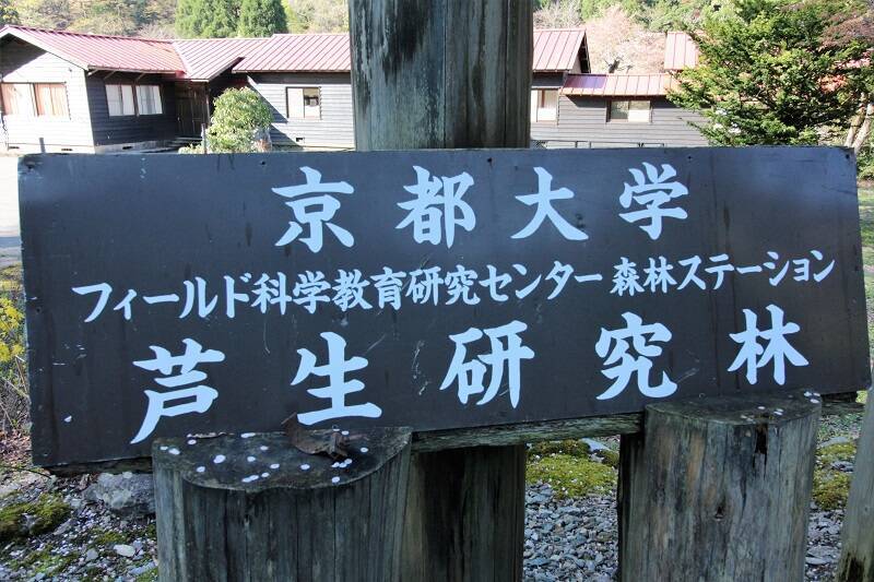 関西唯一の広大な「原生林」が残る芦生研究林を歩く