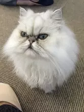 猫も嫉妬する？猫カフェ帰りに飼い猫から嫉妬されない方法