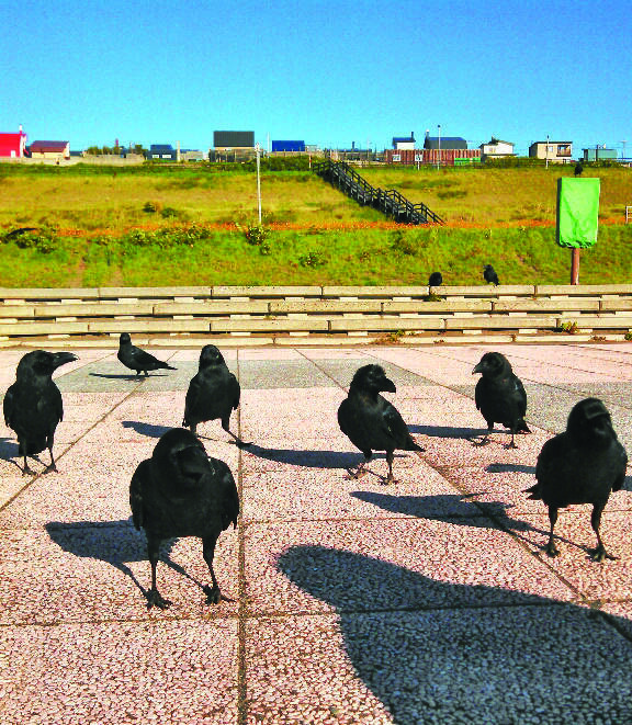 カラスって実はカワイイ 総選挙 カラス写真アワード に身もだえる エキサイトニュース