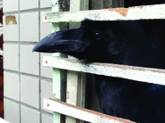 カラスって実はカワイイ！総選挙「カラス写真アワード」に身もだえる