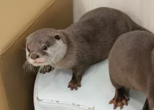 カワウソと触れ合えるカフェに行ったら「想像よりもふわふわ」だった