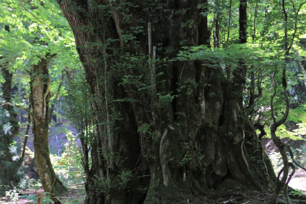 関西唯一の広大な 原生林 遭難の危険性もある奥地へ行ってきた エキサイトニュース 2 3