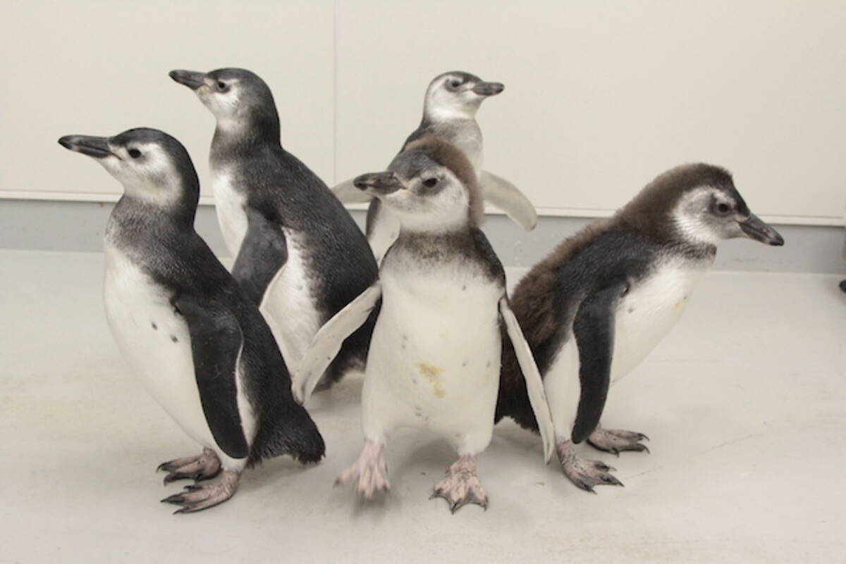 すみだ水族館の 赤ちゃんペンギン が愛らしくてたまらない エキサイトニュース