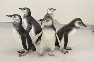 すみだ水族館の「赤ちゃんペンギン」が愛らしくてたまらない