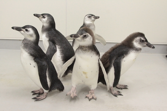 ペンギンのいるbar に誕生した赤ちゃんを見にいってきた エキサイトニュース