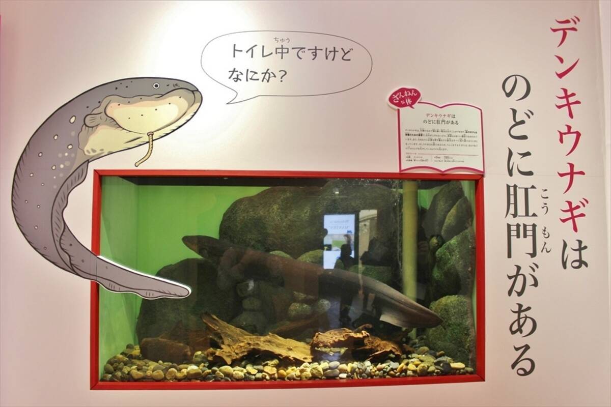 サンシャイン水族館 ざんねんないきもの展 がゆるくて癒される エキサイトニュース