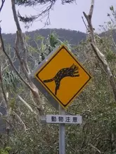 「イリオモテヤマネコ とびだし注意」道路標識　世界遺産候補の西表島ってどんなとこ？