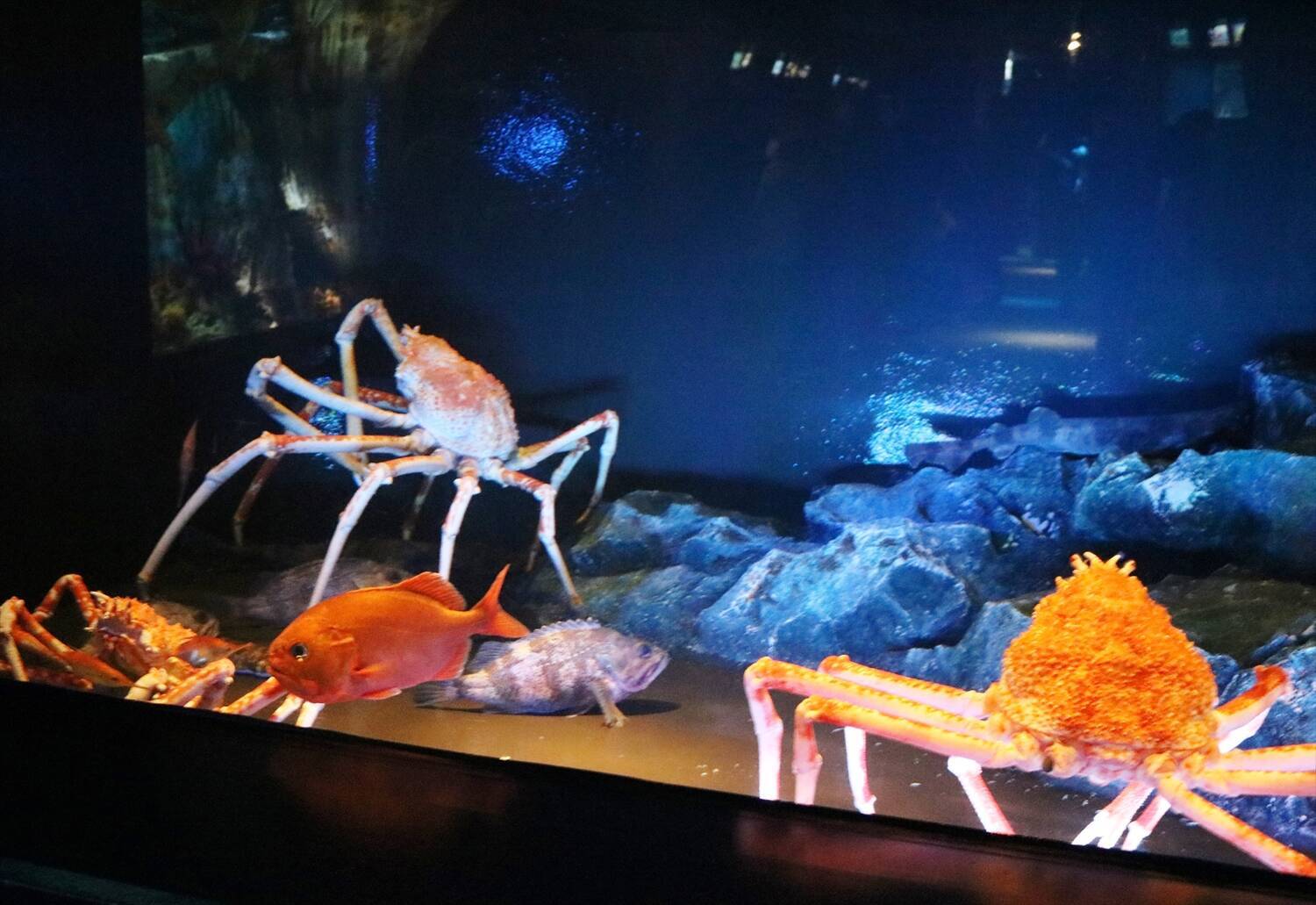 サンシャイン水族館で「深海生物」にビビりながら直接タッチしてきた