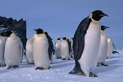 知れば知るほど 謎 が深まる ペンギンの意外な素顔とは エキサイトニュース