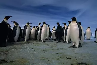 知れば知るほど“謎”が深まる？　ペンギンの意外な素顔とは