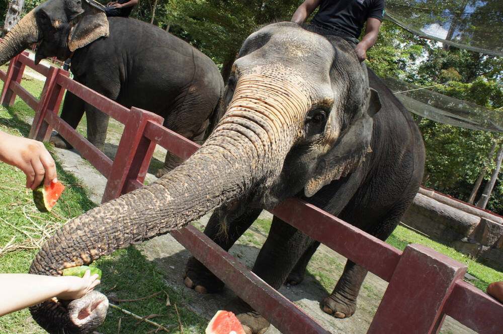 農場侵入し殺される象も マレーシアが悩むアジアゾウの保護施設へ行ってみた