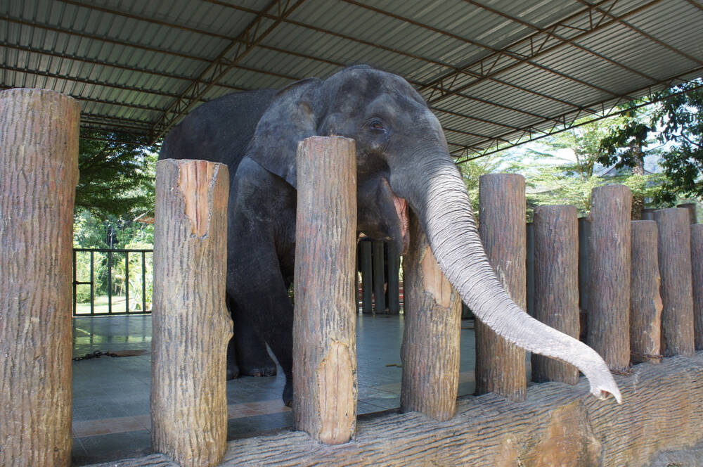 農場侵入し殺される象も マレーシアが悩むアジアゾウの保護施設へ行ってみた