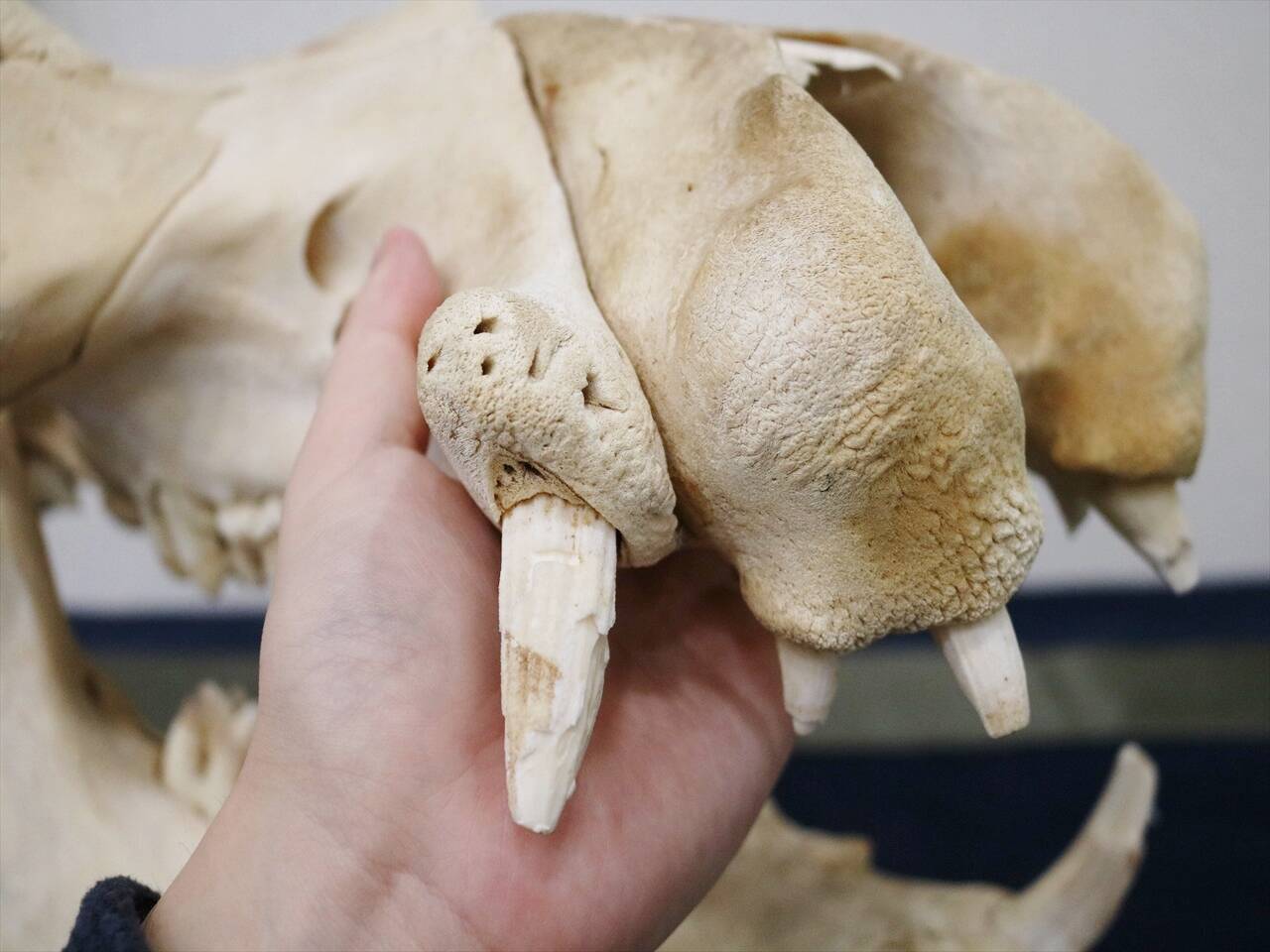 ペンギンの骨格標本に触れる「水陸両用の生き物展」が凄かった