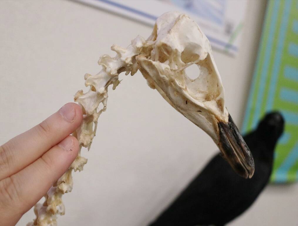 ペンギンの骨格標本に触れる「水陸両用の生き物展」が凄かった