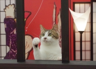 住民はすべて保護猫！　浮世絵世界で猫まみれになれる施設に行ってきた