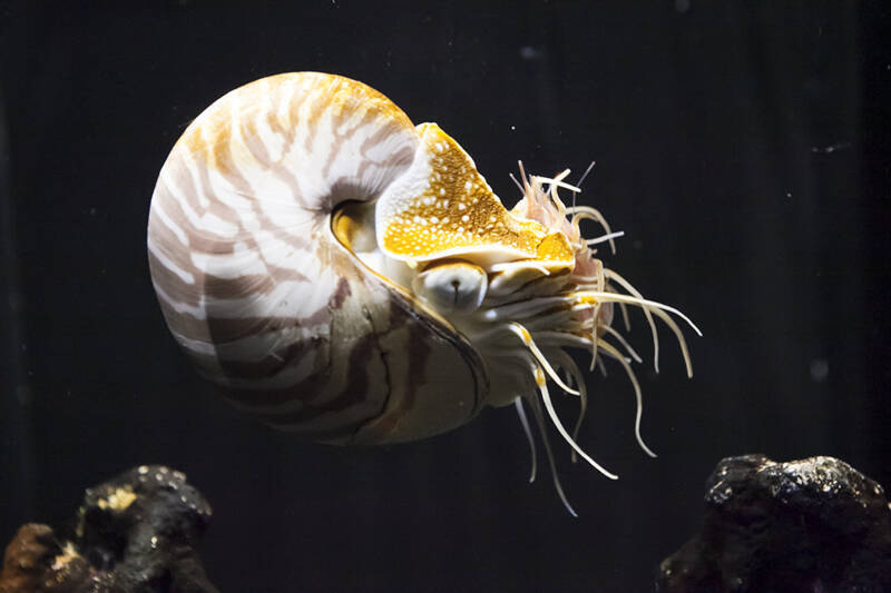 不思議な深海生物だらけの沼津港深海水族館、実はグッズも変で面白い