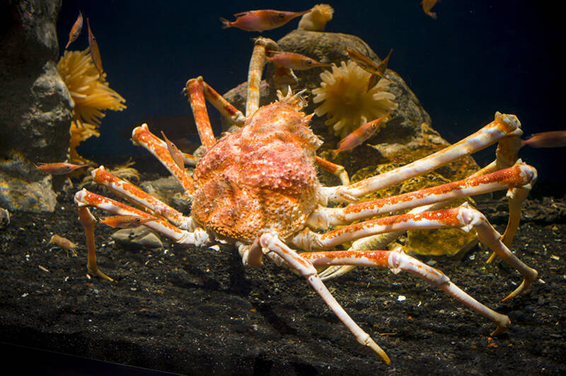 不思議な深海生物だらけの沼津港深海水族館、実はグッズも変で面白い