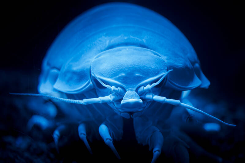 不思議な深海生物だらけの沼津港深海水族館、実はグッズも変で面白い
