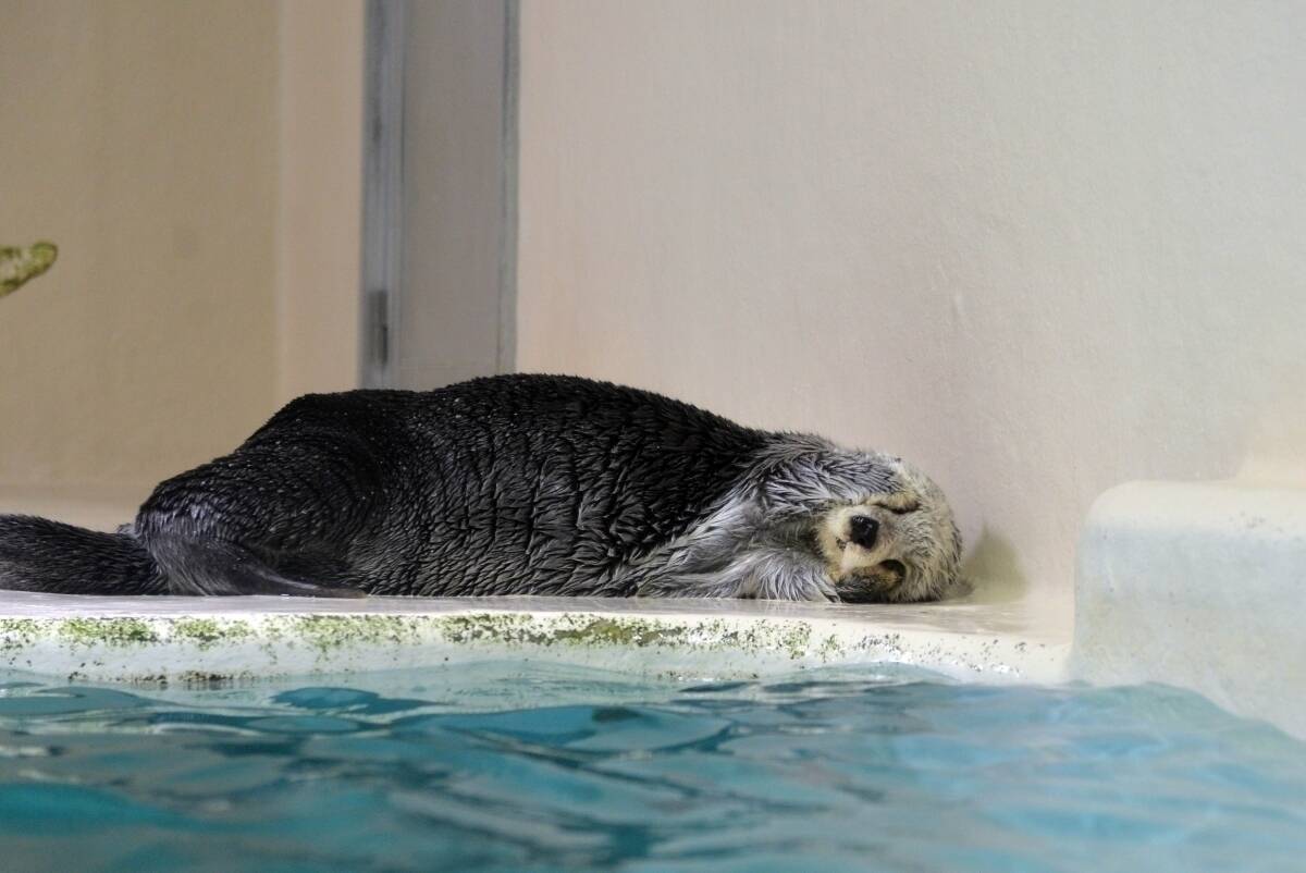 ラッコが顔をモミモミと「マッサージ」するのはなぜ？ 鳥羽水族館に聞いてみた