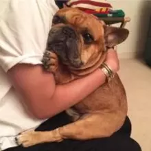 フレンチブルドッグはマッサージや「チンスリ」が好き？専門家に聞いてみた