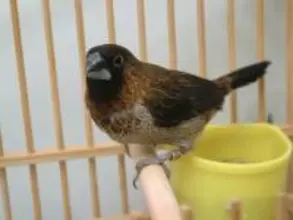 鳥の歌にも方言があるらしい　地域差が生まれるのはなぜ？