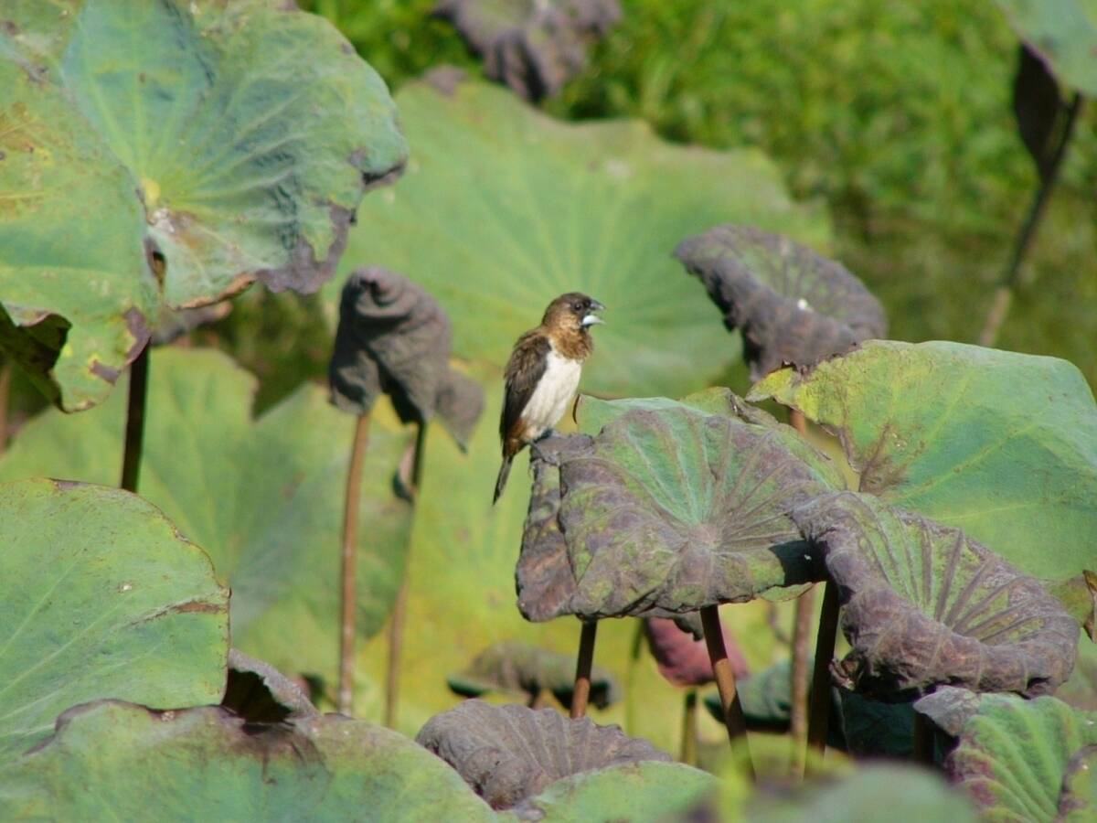 鳥の歌にも方言があるらしい 地域差が生まれるのはなぜ エキサイトニュース